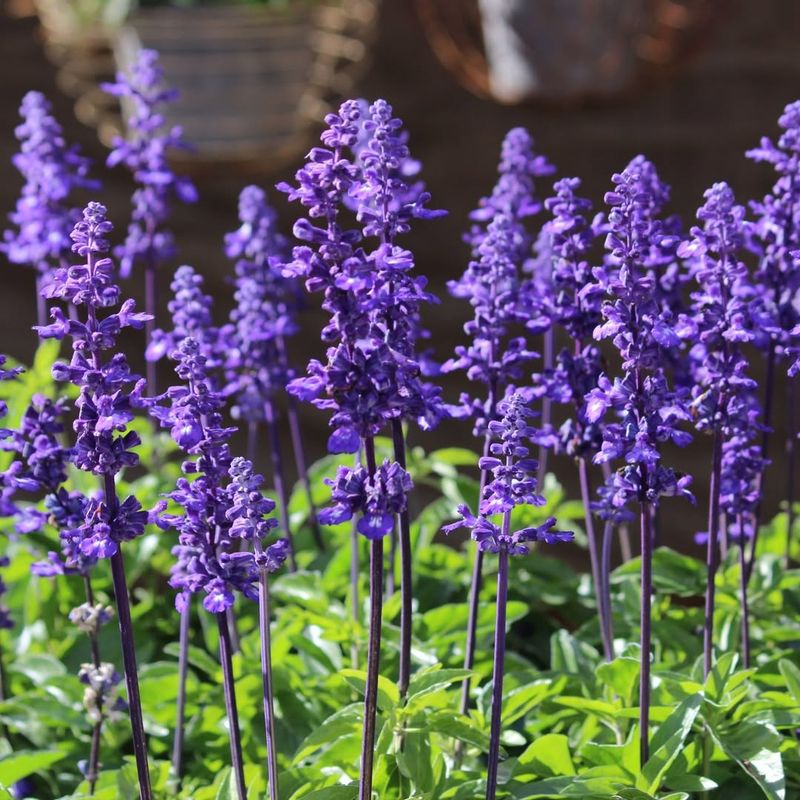 Salvia Produces Long-Lasting Blooms Through Summer