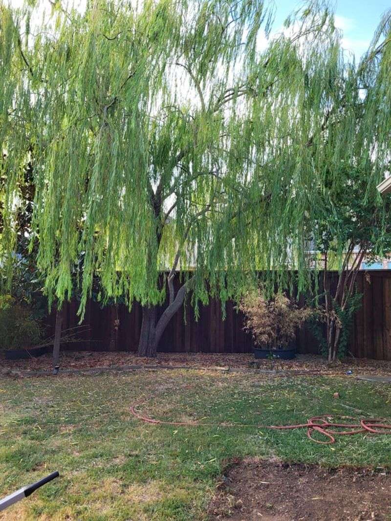 Weeping Willow Turns Grace Into A Root Problem