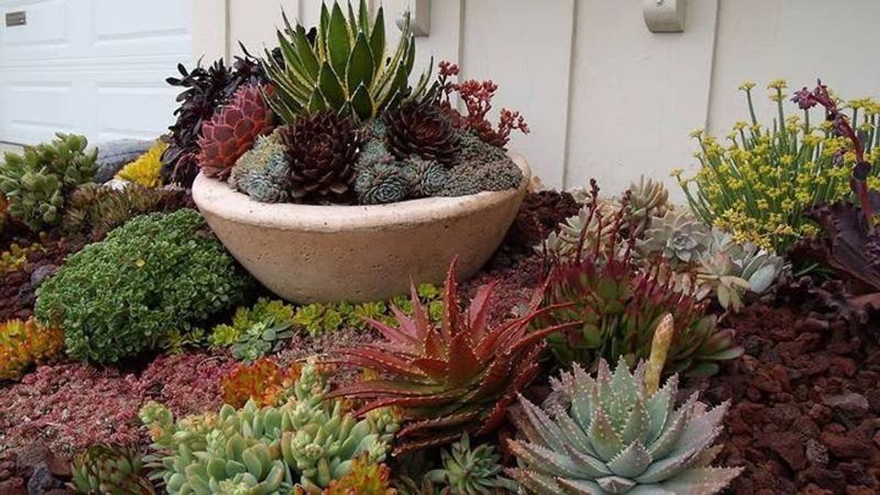 Pocket Zen Garden With Succulents