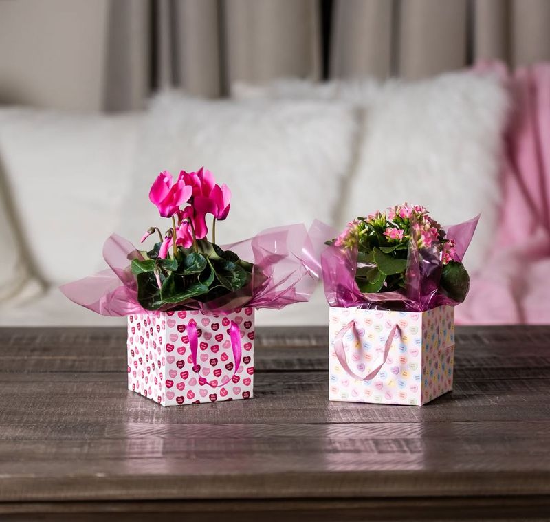 Cyclamen Brightens Indoor Spaces With Delicate Blooms