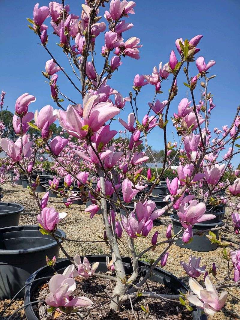 Jane Magnolia Tolerates Many North Carolina Soil Types