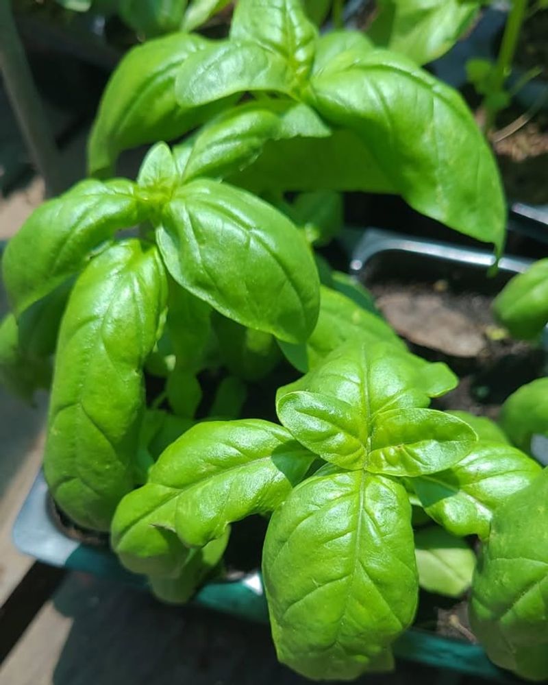 Basil