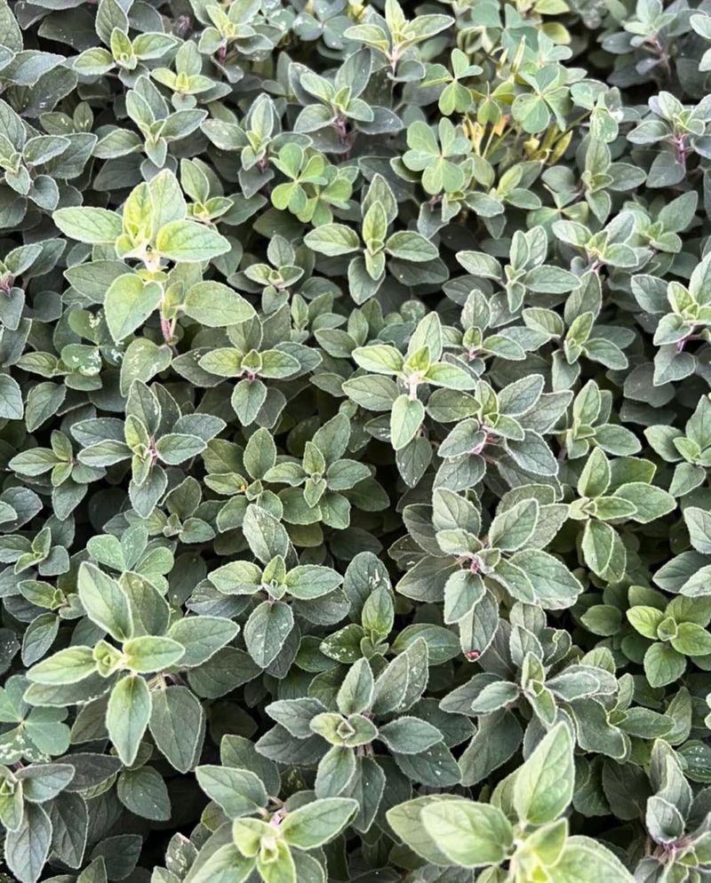 Oregano