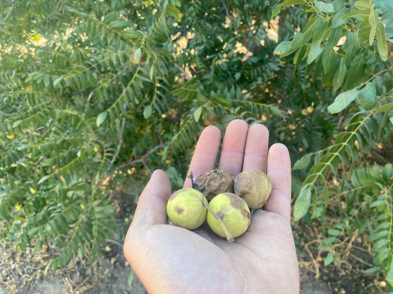 Black Walnut Trees Release Compounds That Harm Tomatoes