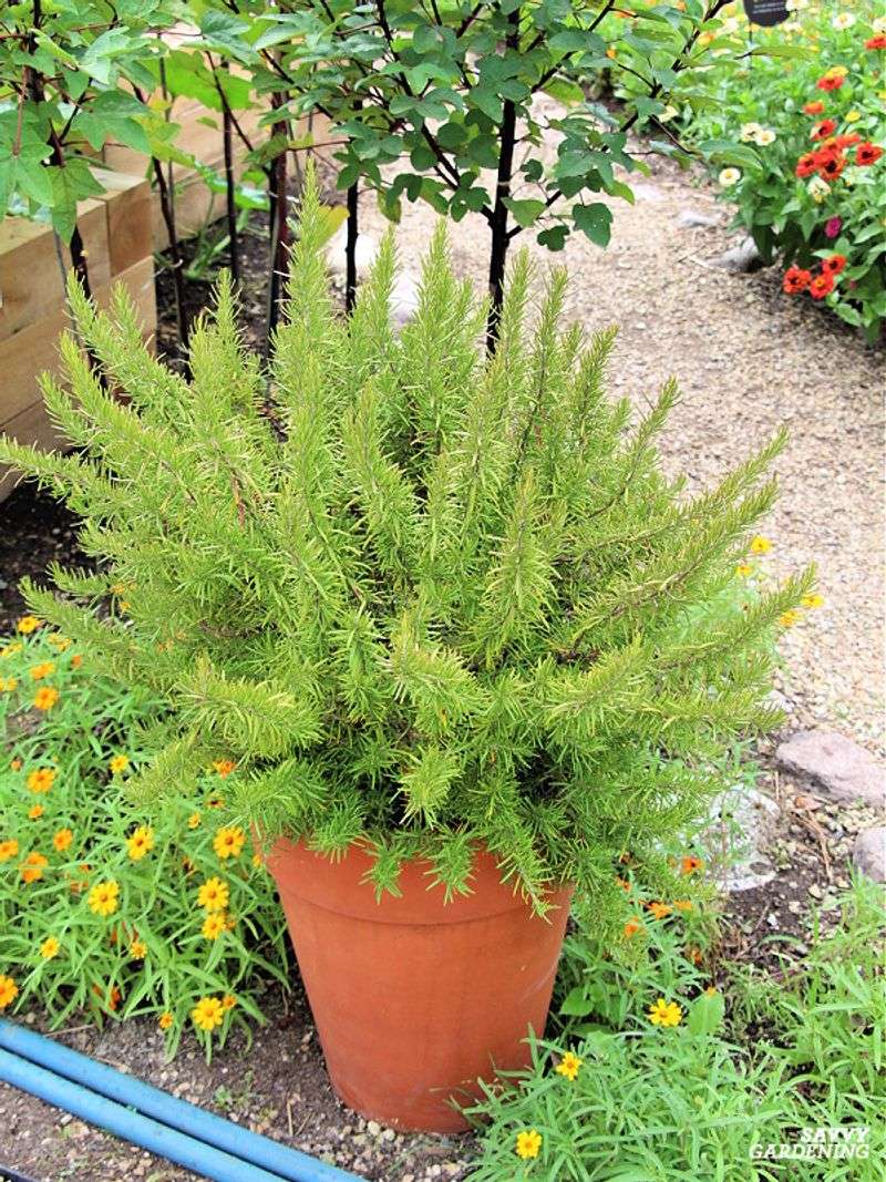 Rosemary: Deep Pot, Dry Soil
