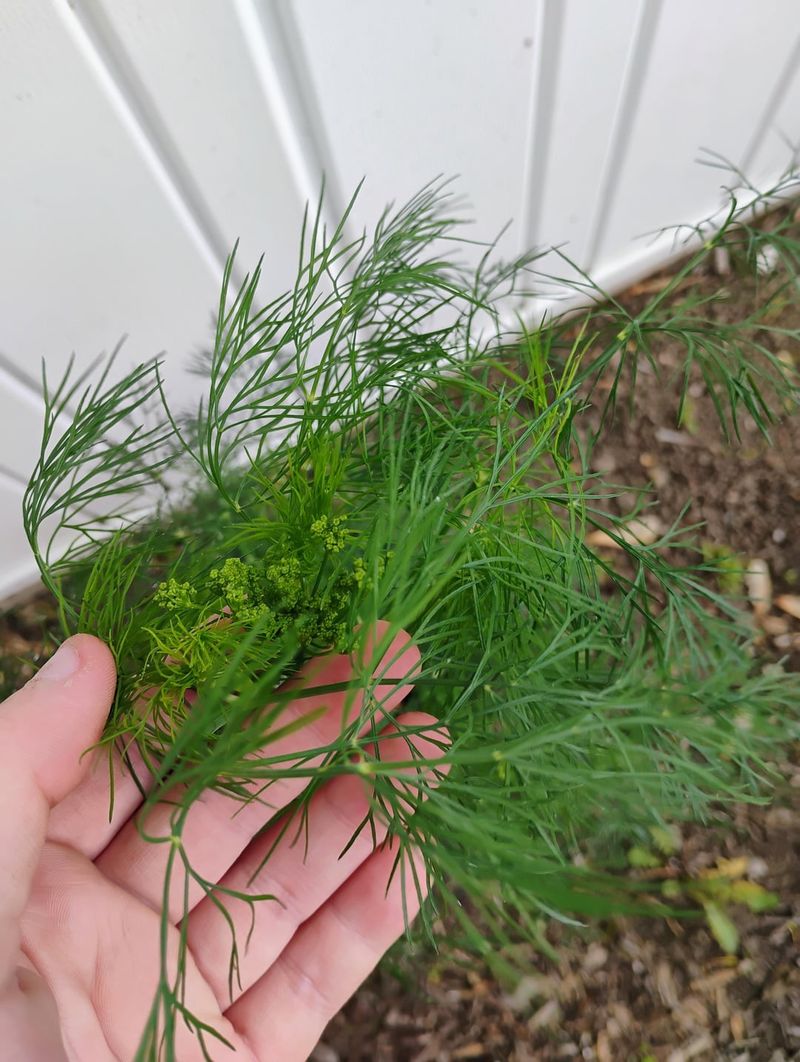 Dill Fits Right In With Late-April Planting