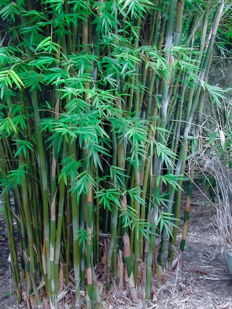 Bamboo: The Underground Invader