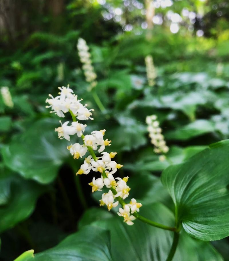 Lily Of The Valley That Spreads Far Beyond Its Space