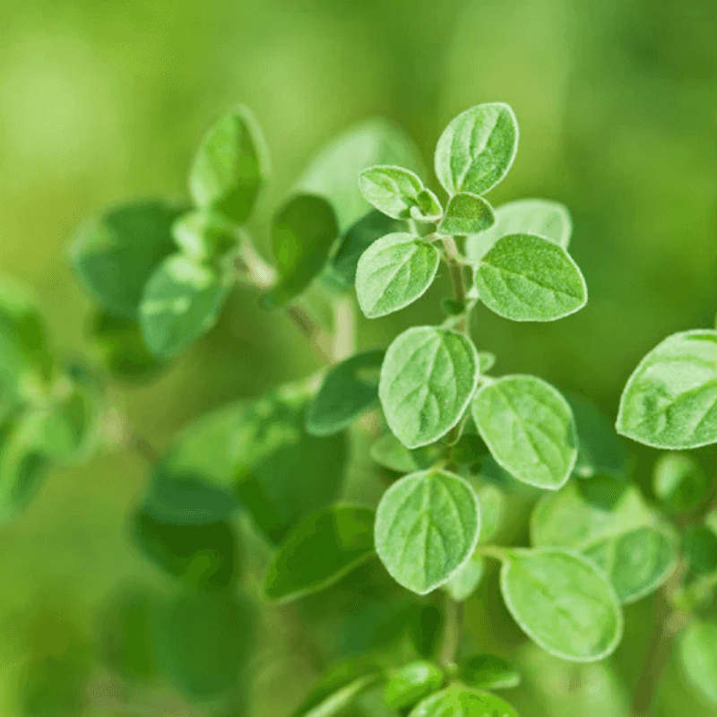 Oregano With Punchy Taste And Easygoing Growth