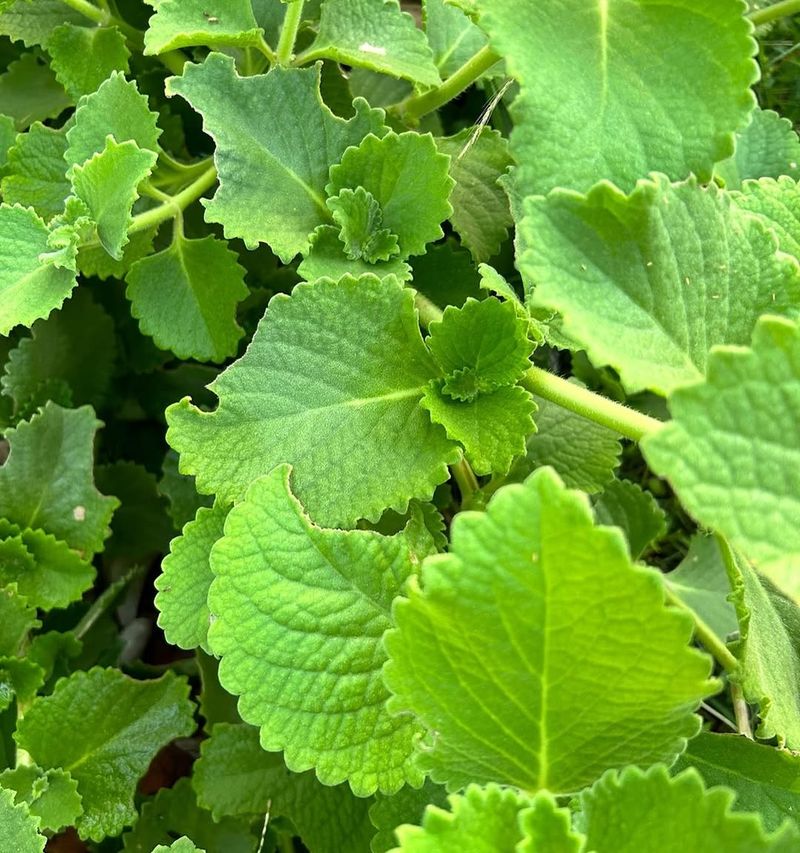 Thyme That Adds Tiny Leaves And Big Taste