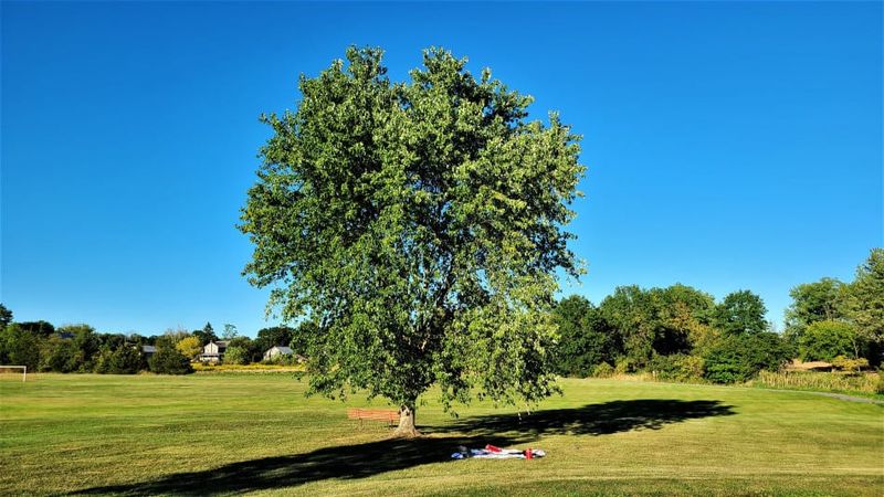 Silver Maple Grows Faster Than You Expect