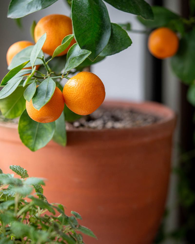 Planting Citrus Trees In Locations With Insufficient Sunlight