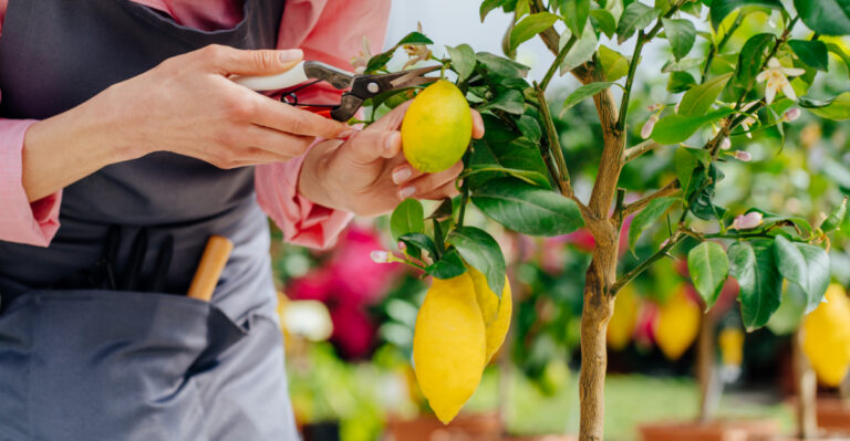 Mistakes That Prevent Citrus Trees From Producing Fruit In Texas