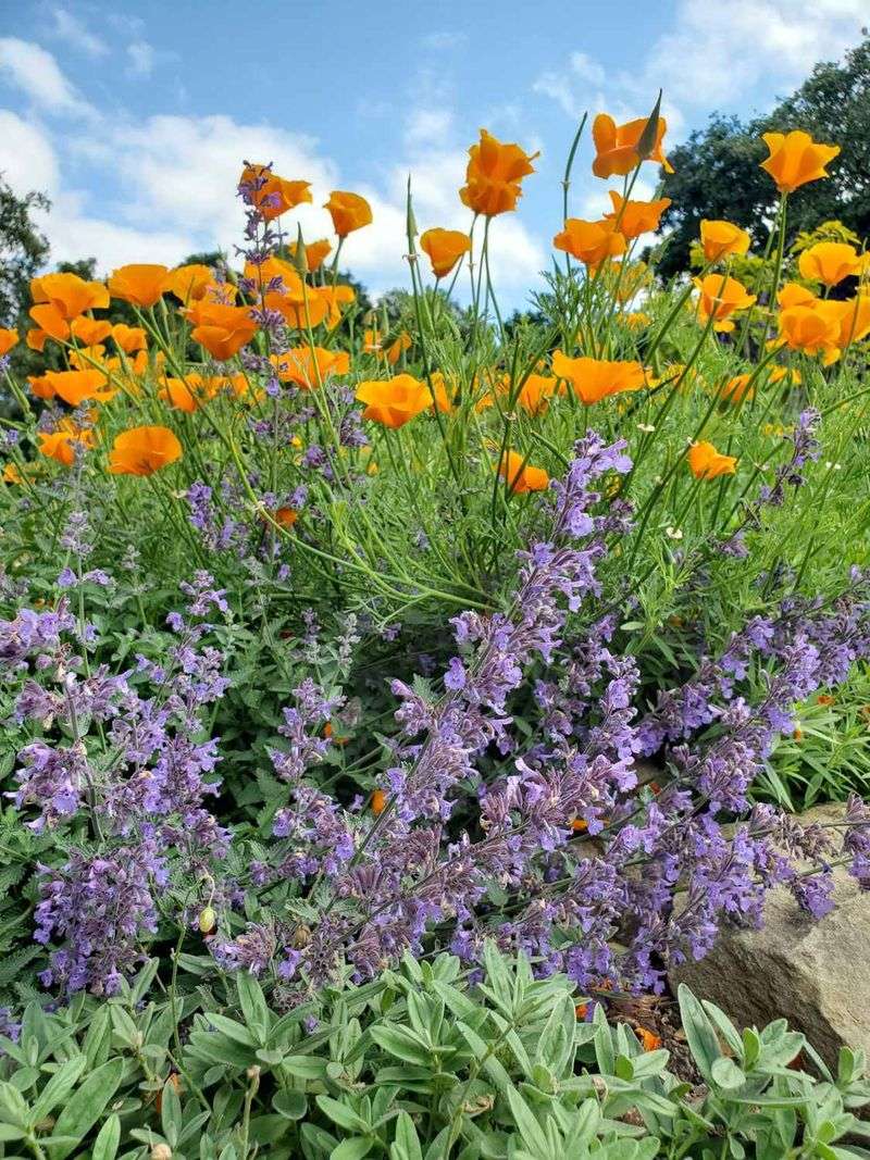 Group Plants In Small Clusters
