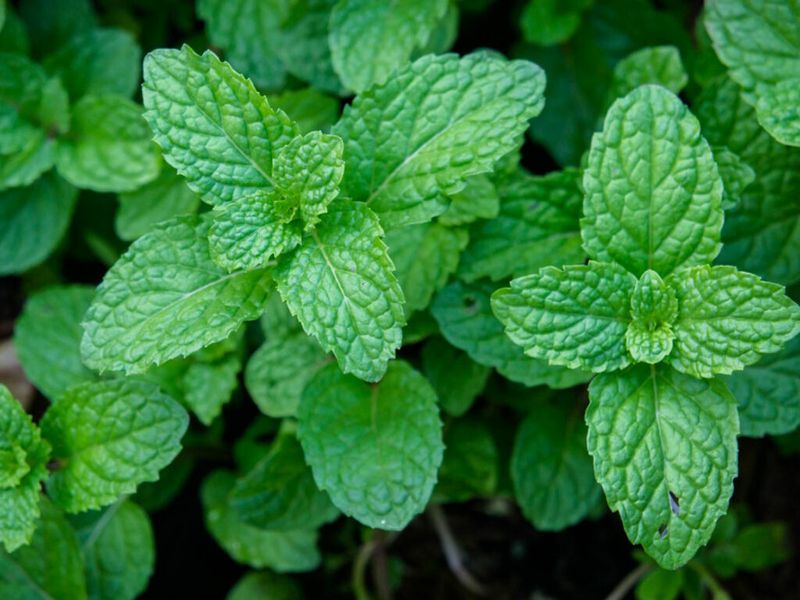 Mint (Spearmint Or Peppermint)