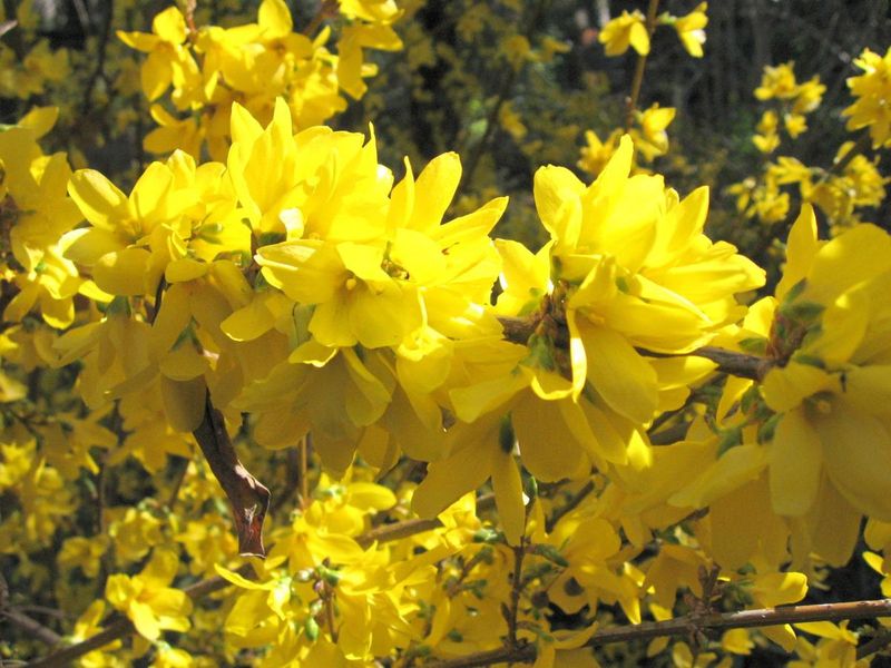 Forsythia Exploding With Bright Yellow Flowers