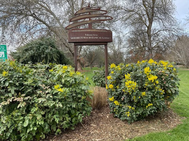 Oregon Grape (Mahonia Aquifolium)