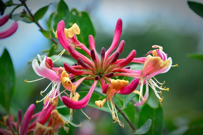Honeysuckle (Lonicera spp.)