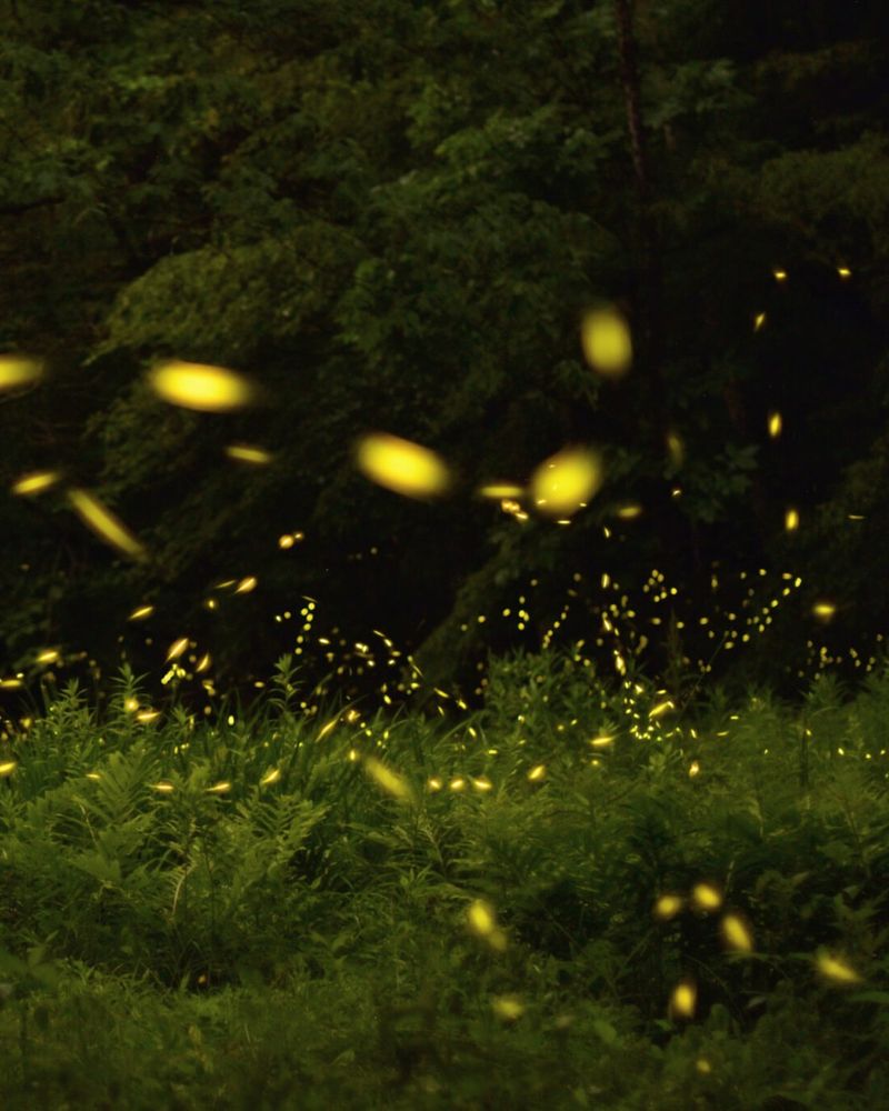 Lower Outdoor Lighting Makes It Easier For Fireflies To Signal
