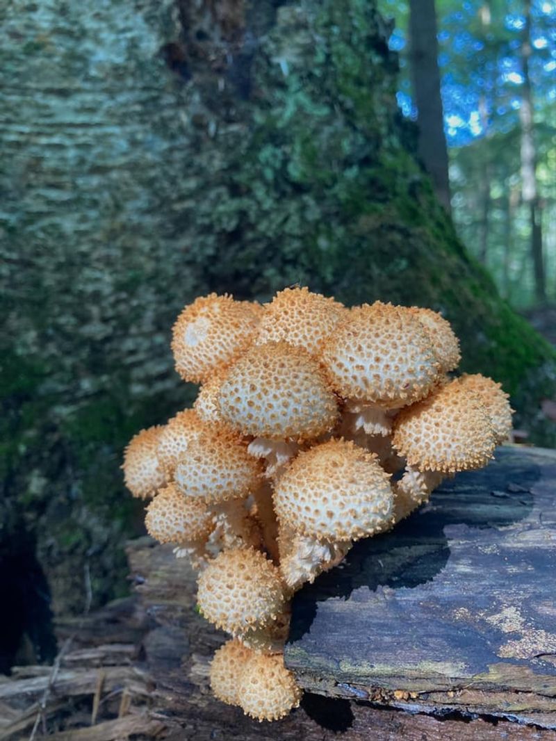 Healthy Soil Often Includes Fungi Working Underground
