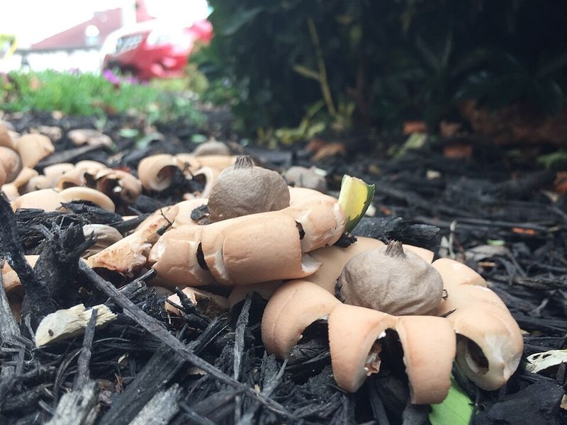 Earth Star Mushrooms Play A Role In Breaking Down Forest Debris