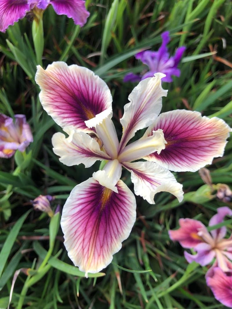 Microclimates That Shift Bloom Timing