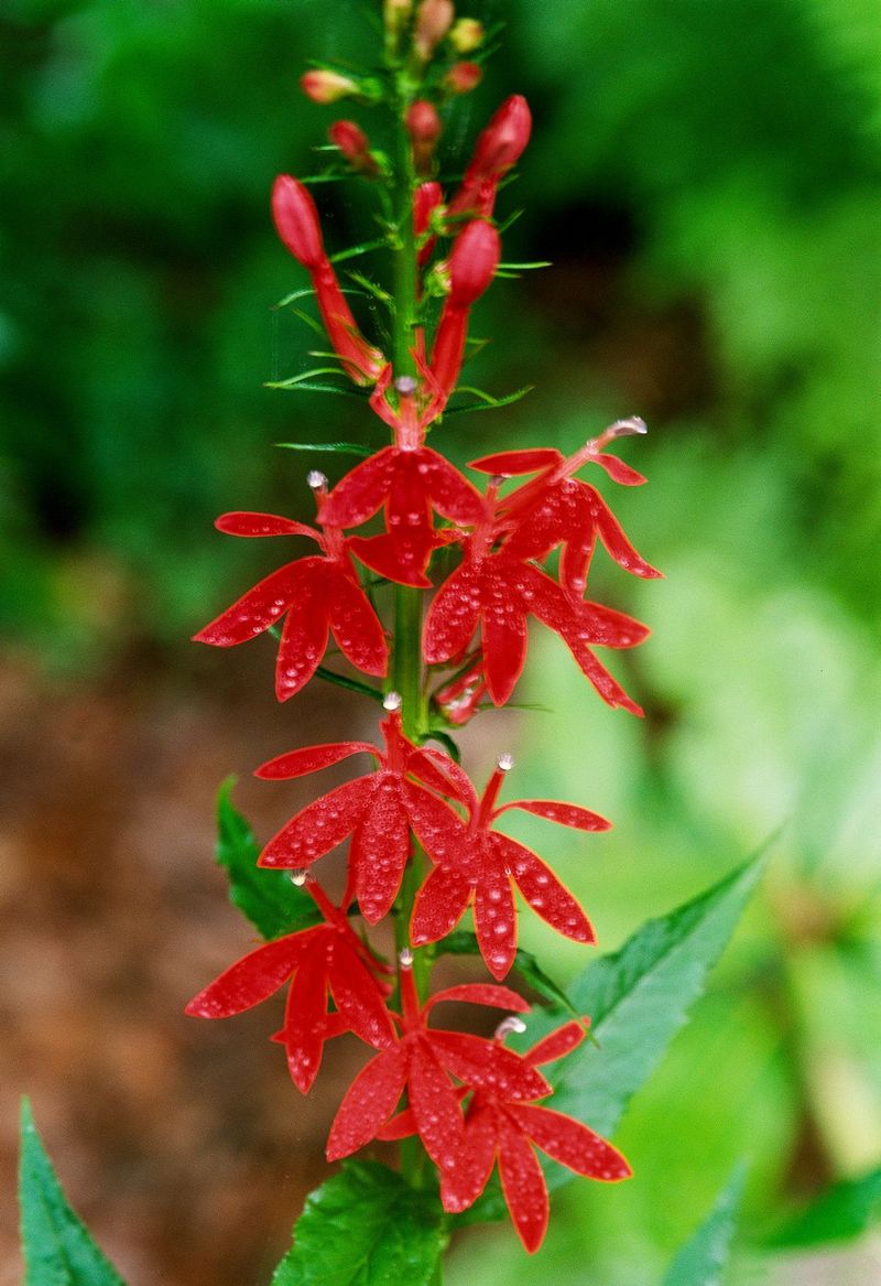 North Carolina's Humid Climate Feels Like Home
