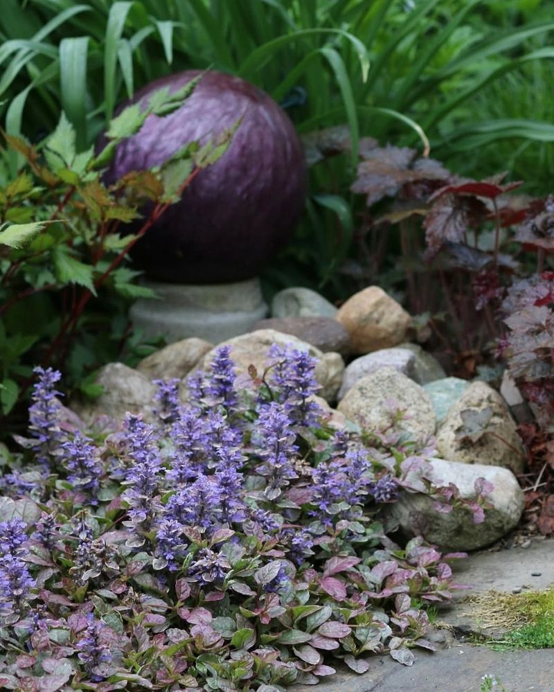 Ajuga Quickly Covers Bare Soil And Crowds Out Weeds