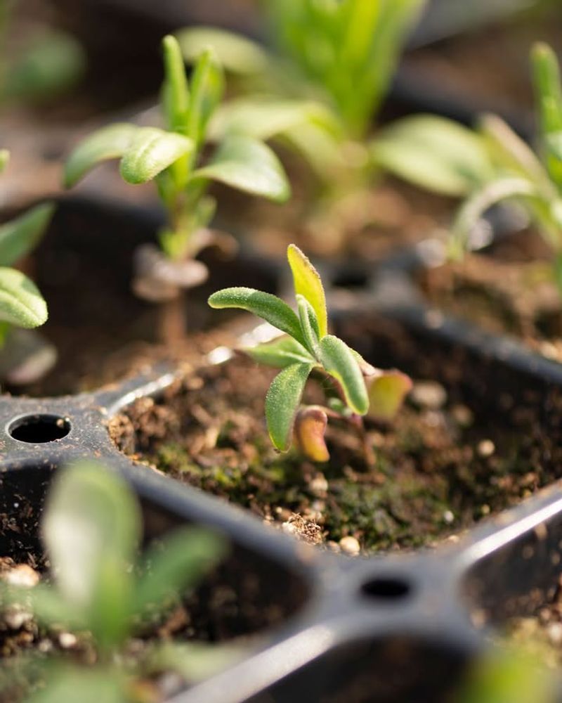 Sow Seeds For Annual Flowers And Warm-Season Vegetables