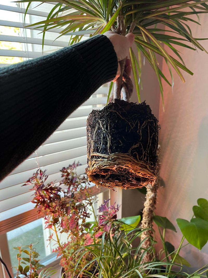 Repot Every 2-3 Years Or When Root-Bound