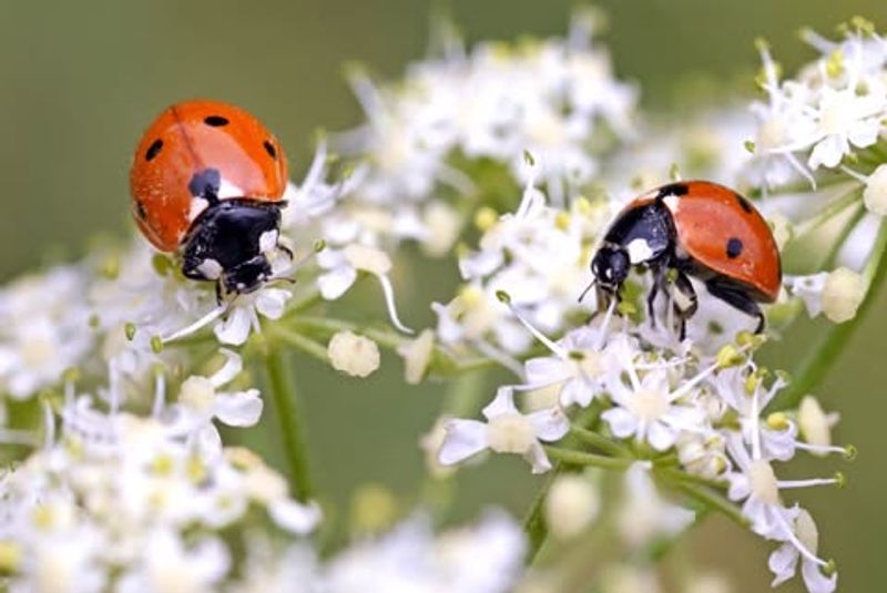 Use Natural Predators To Control Insects