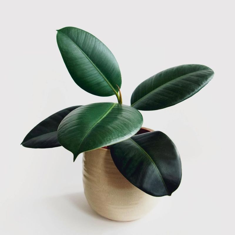 Rubber Plant Makes A Striking Statement With Deep Green Leaves