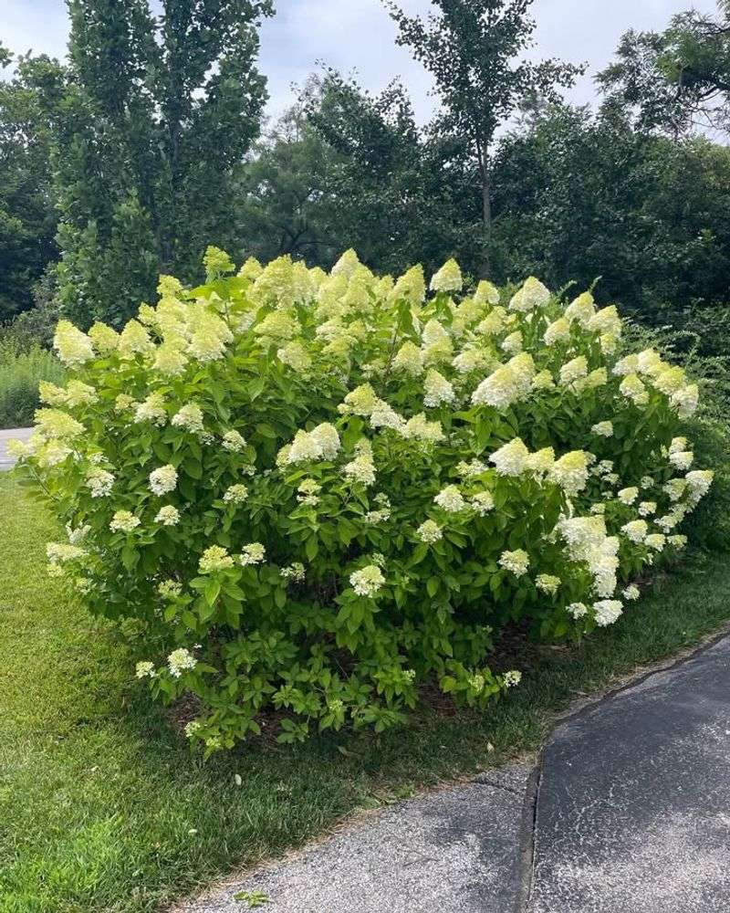 Panicle Hydrangea (Hydrangea Paniculata)
