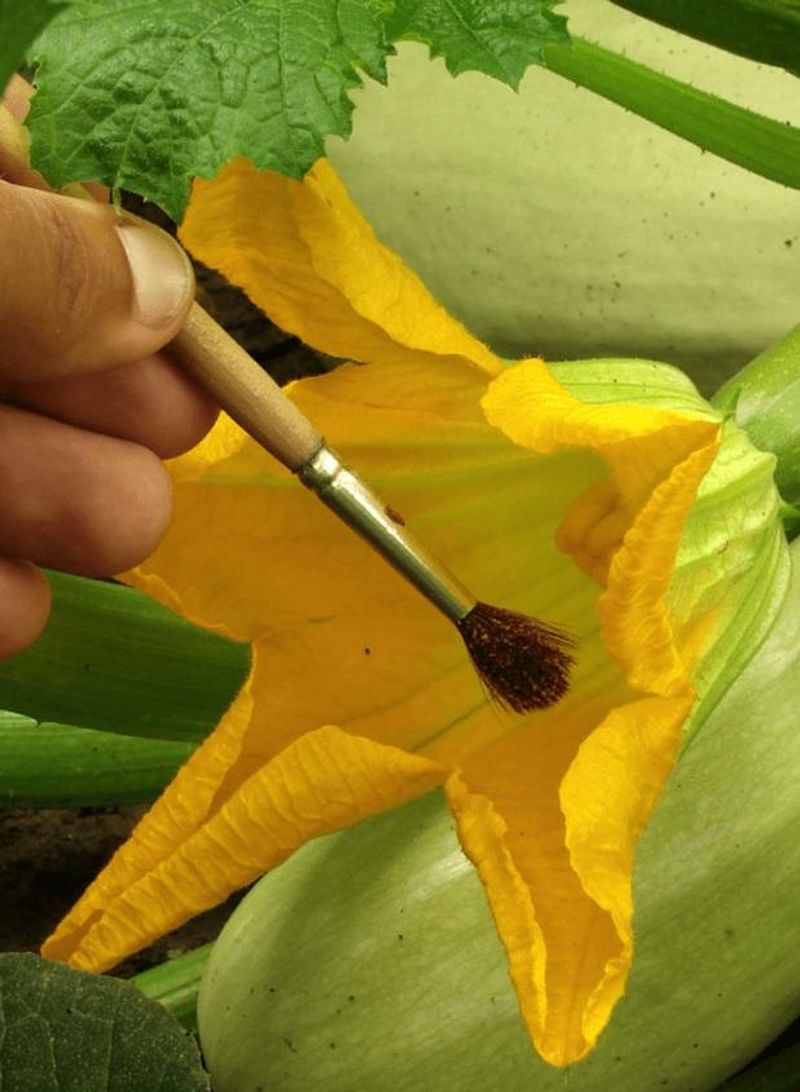 Pollination Problems That Reduce Fruit Production