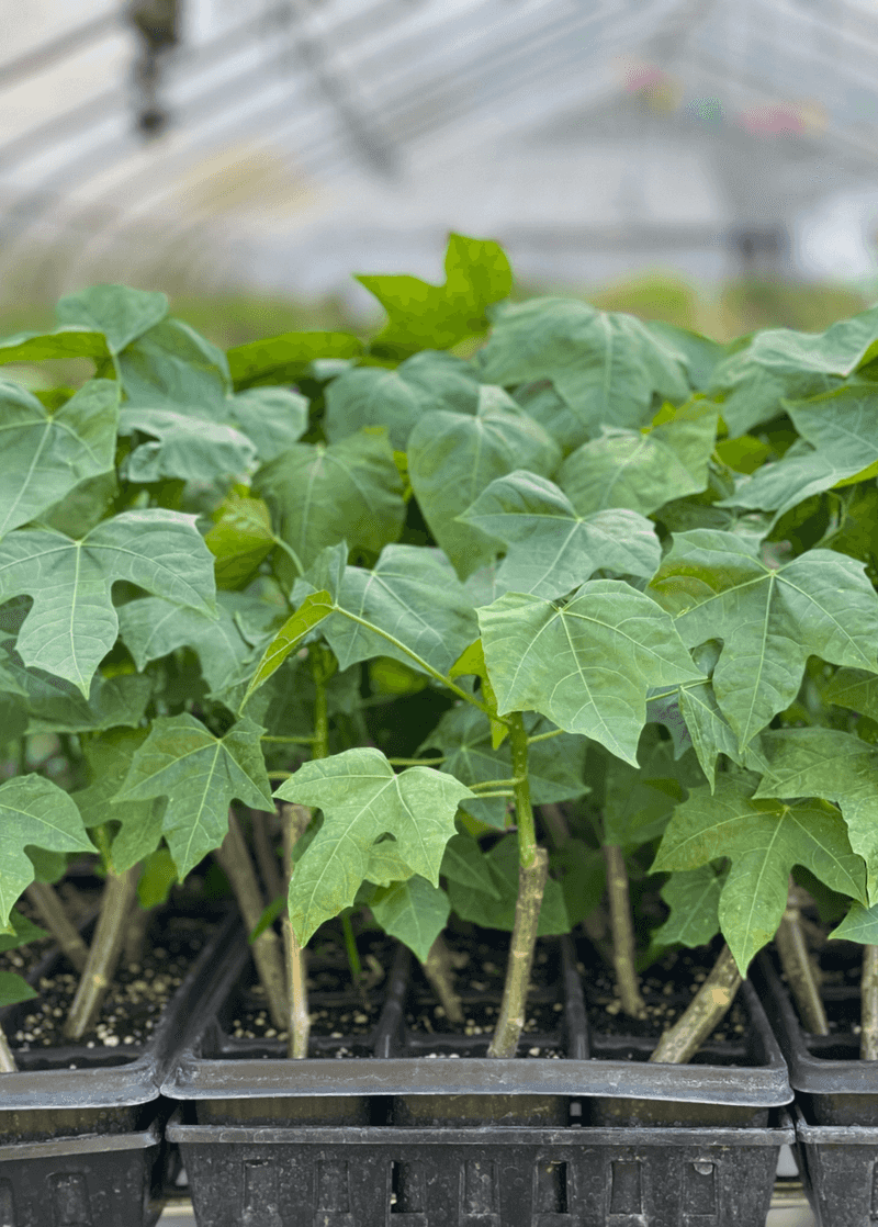 Chaya Provides Fresh Leaves Every Year