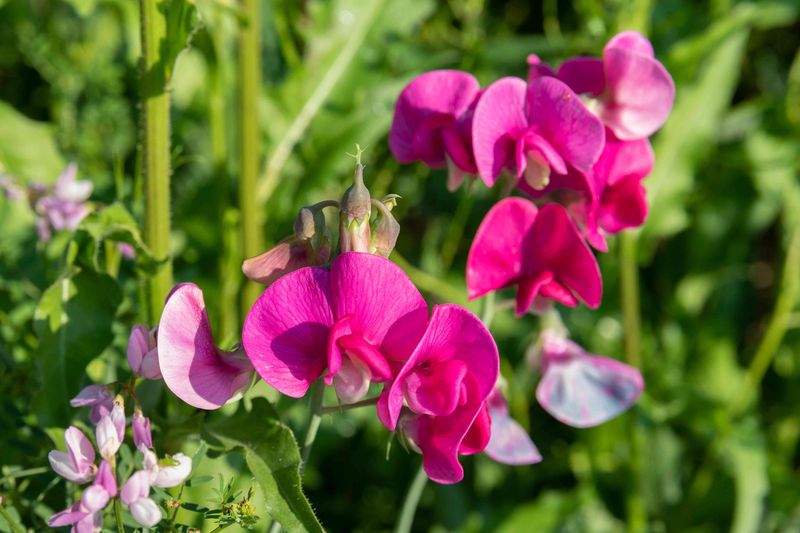 Sweet Pea (Climbing Types)