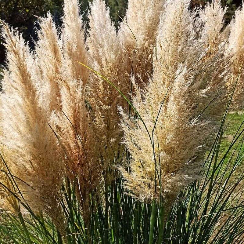 Pampas Grass