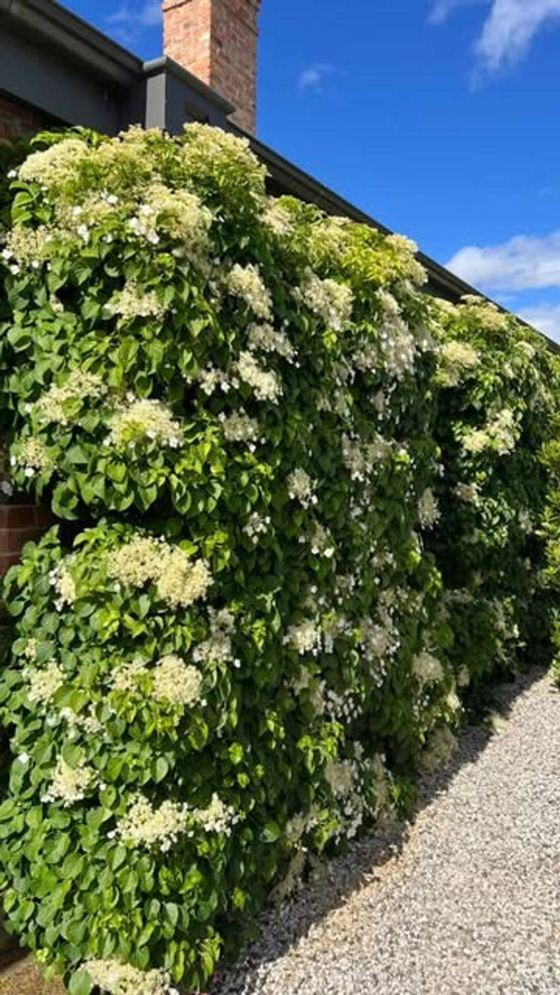 Climbing Hydrangea (Hydrangea Anomala Petiolaris)