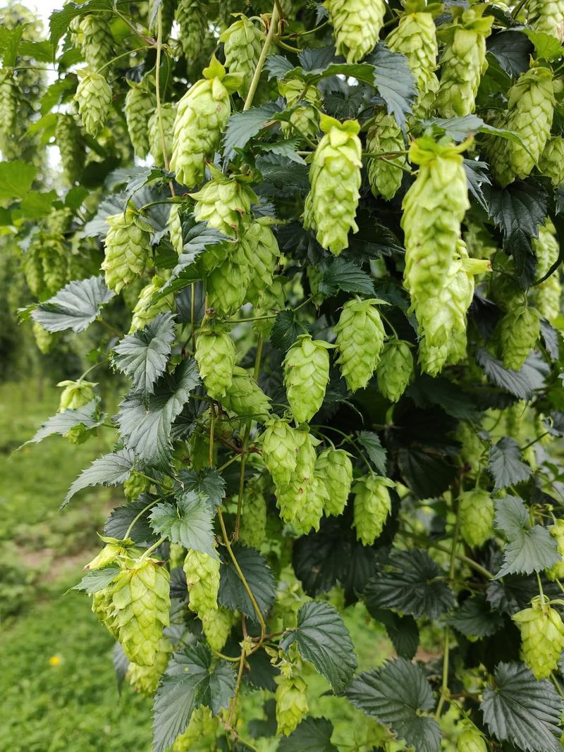Hops (Humulus lupulus)