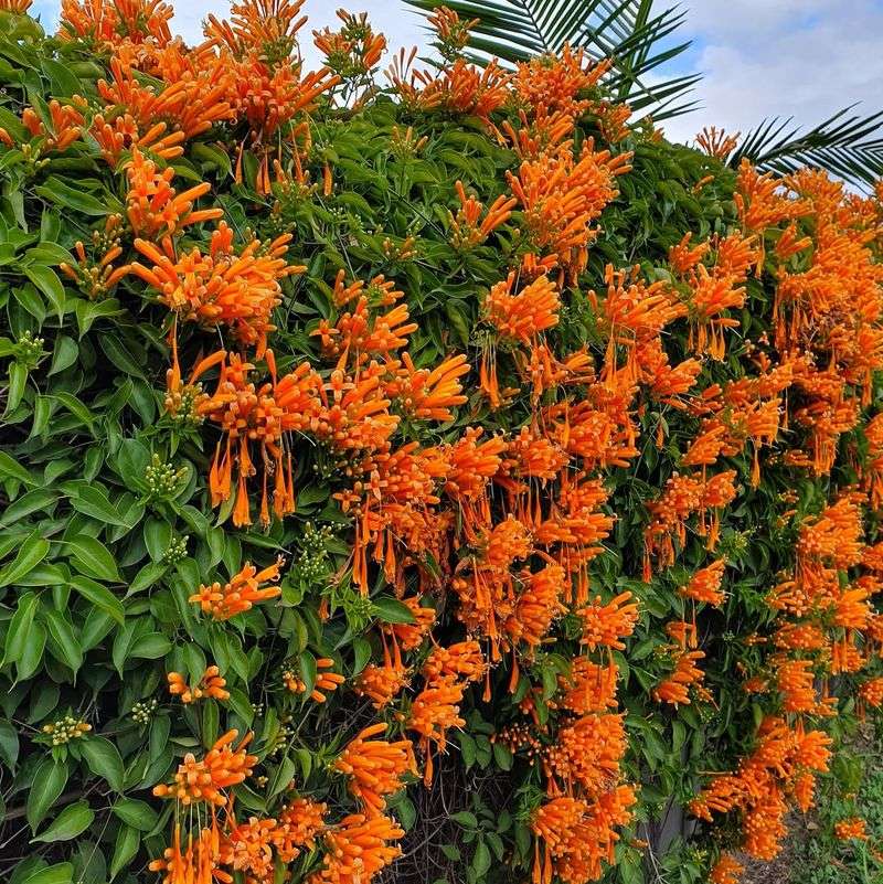 Trumpet Vine Blowing Vibrant Notes