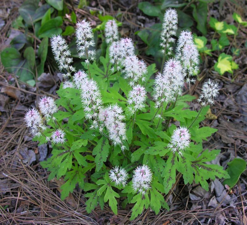 Foamflower Brings Airy Blooms To Part Shade Beds
