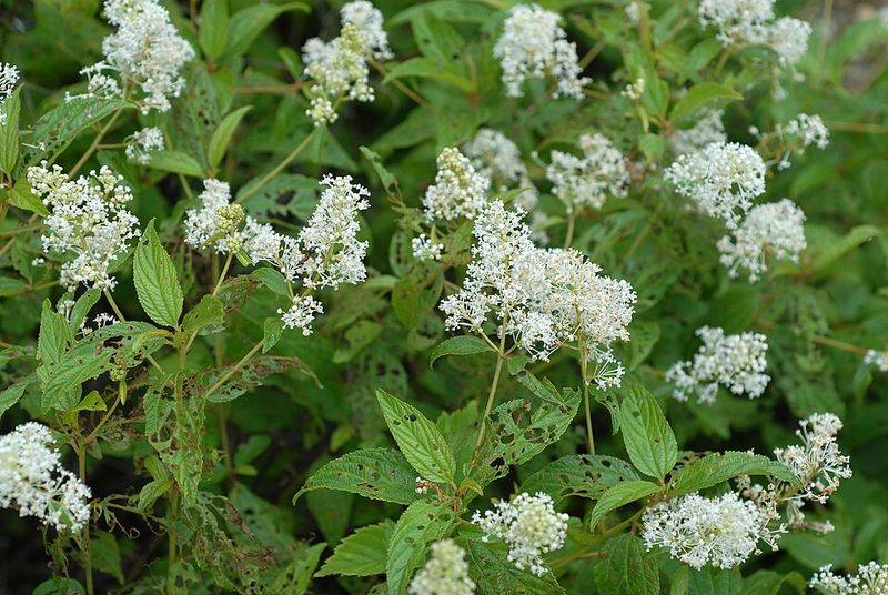 New Jersey Tea Offers Delicate White Flowers On A Tough Native Shrub