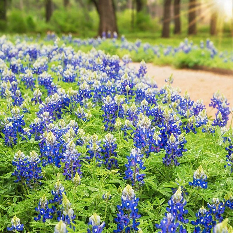 Texas Bluebonnet (Lupinus Texensis)