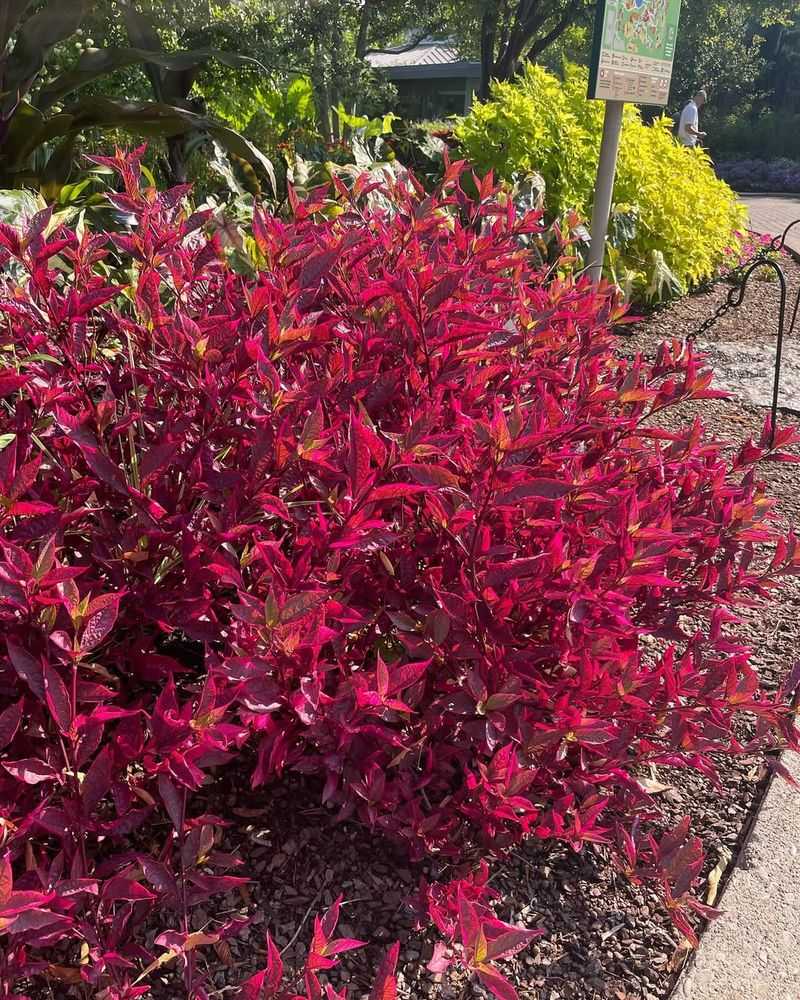 Alternanthera Grows Better Once Nights Warm Up