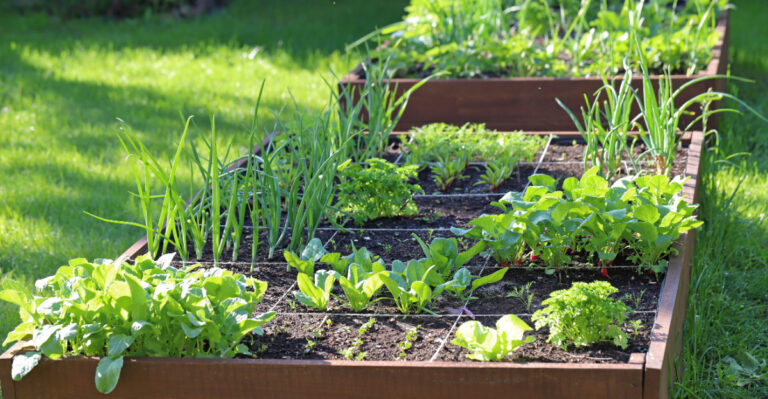 raised garden bed