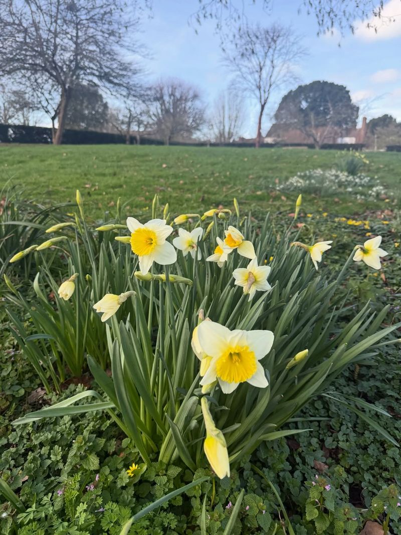 Early And Late Varieties Can Stretch The Bloom Season