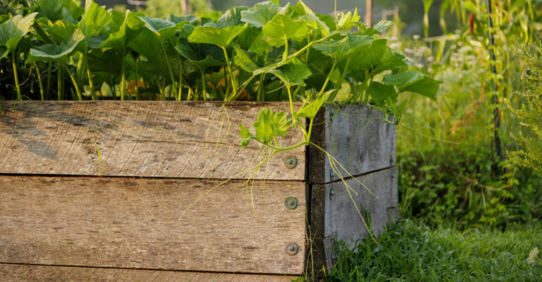 Most Oregon Gardeners Are Making These Raised Bed Soil Mistakes
