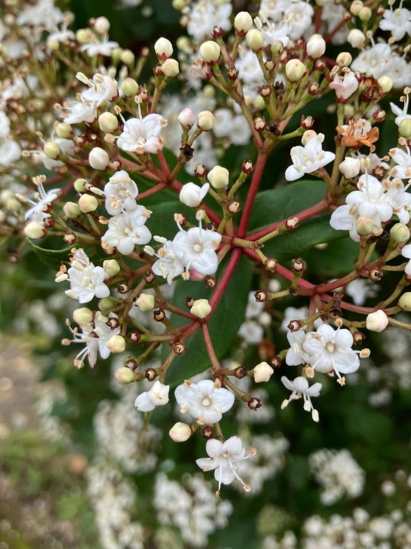 Pruning Too Early Can Cut Off Flower Buds