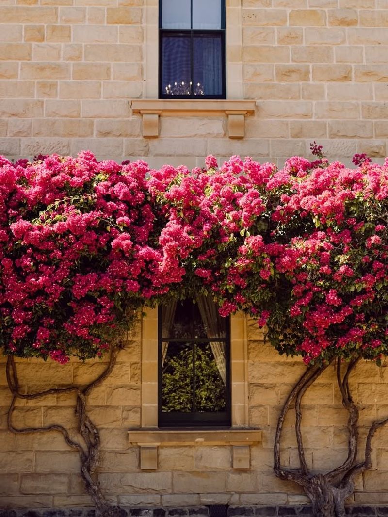 Train Bougainvillea To Climb Along A Garden Wall