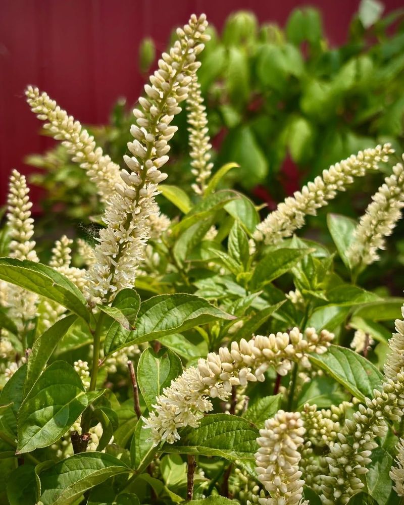 Virginia Sweetspire Prefers Pruning After Flowering